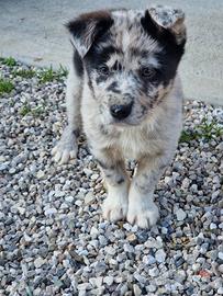 Cani meticci di pochi mesi