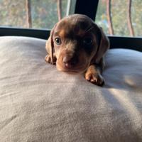 Bassotti Kaninchen Arlecchino e focato