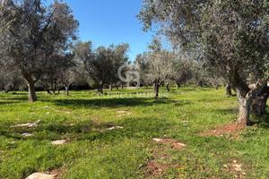 Terreno agricolo - Carovigno