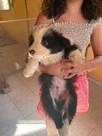 Border collie maschio con pedigree