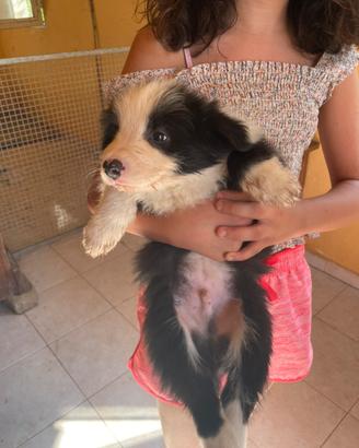 Border collie maschio con pedigree