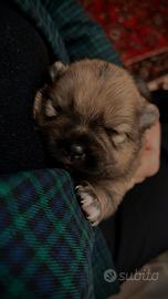 Cane volpino spritz tedesco