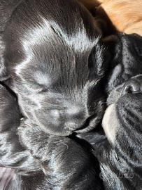Cucciola cocker spaniel