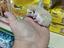 Immagine 1