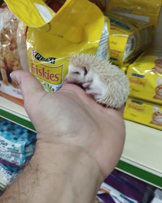 Cuccioli di ricci africani