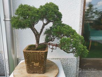 bonsai juniperus 