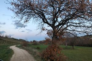 Coriano terreno edificabile immerso nel verde