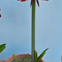 Fiori