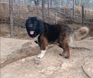 Pastore del Caucaso pedigree ENCI