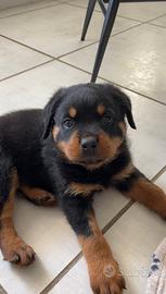 Cucciolo rottweiler