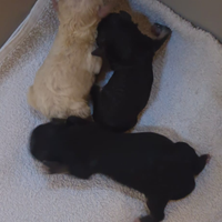 Cane razza Maltipoo