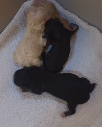 Cane razza Maltipoo