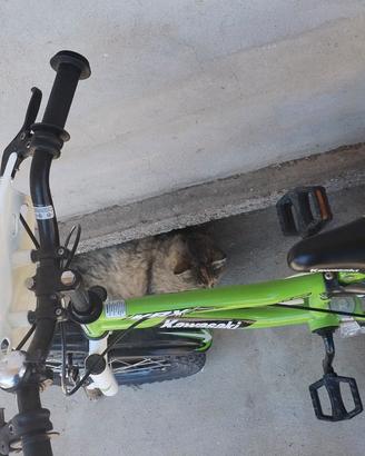 bici x bambini