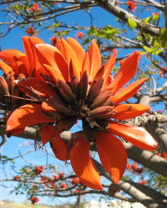 erytrina caffra, albero del corallo pianta in vaso