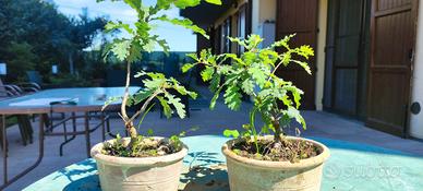 piantine in vaso tipo bonsai diversi tipi 