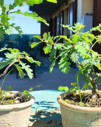 piantine in vaso tipo bonsai diversi tipi 