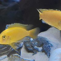 Ciclidi yellow