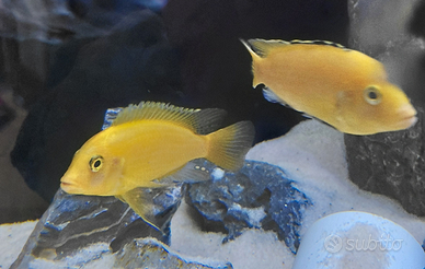 Ciclidi yellow