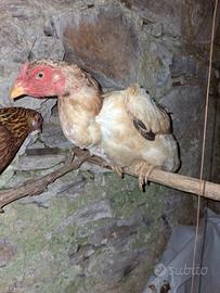 Shamo galli e galline sub adulti
