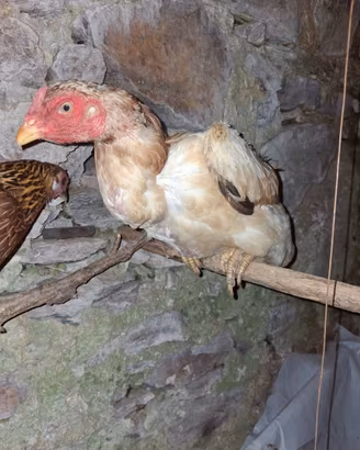 Shamo galli e galline sub adulti