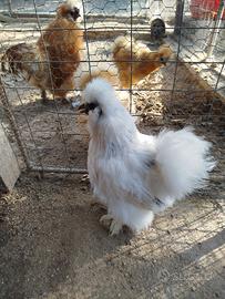 Gallina Moroseta femmina nana bianca pezzata