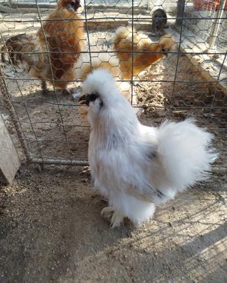 Gallina Moroseta femmina nana bianca pezzata