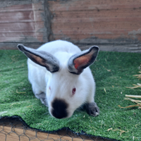 Conigli californiani