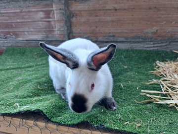 Conigli californiani