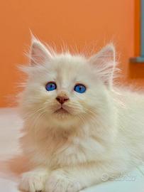 Cuccioli ragdoll