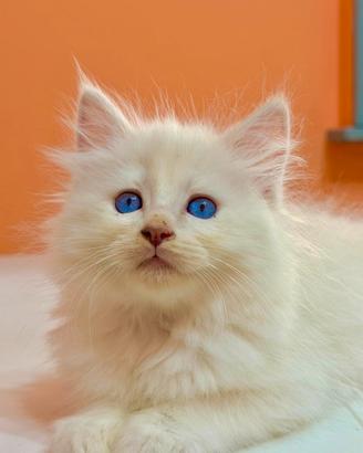 Cuccioli ragdoll