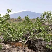 Pistacchieto in produzione