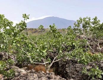Pistacchieto in produzione