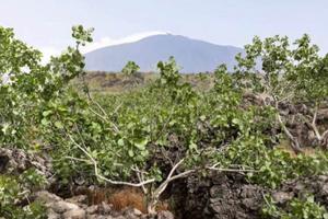 Pistacchieto in produzione