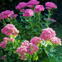 Pianta BABY Hylotelephium