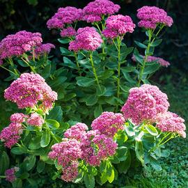 Pianta BABY Hylotelephium