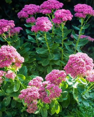 Pianta BABY Hylotelephium