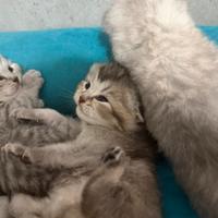 Gattino British shorthair
