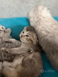 Gattino British shorthair