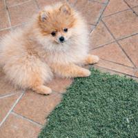 Volpino pomerania pedigree enci