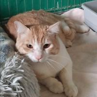 Animali da compagnia