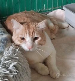 Animali da compagnia