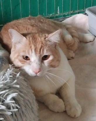 Animali da compagnia