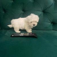 Maltese toy