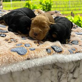 Cuccioli di cocker spaniel con Pedigree Enci