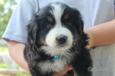 Cuccioli bovaro border mix