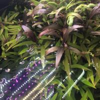 Pianta acquario hygrophila siamensis