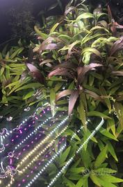 Pianta acquario hygrophila siamensis