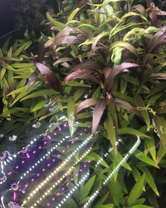 Pianta acquario hygrophila siamensis