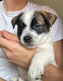 Stupendi cuccioli jack