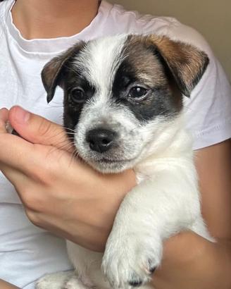 Stupendi cuccioli jack